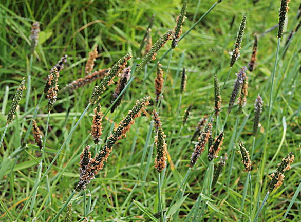 Alopecurus geniculatus